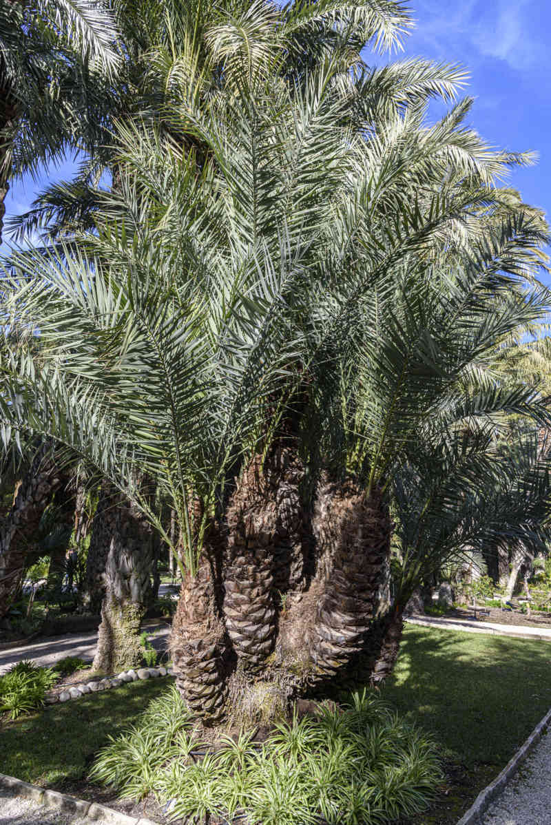 Alicante - Elche 45 - Huerto del Cura - palmeras datileras.jpg